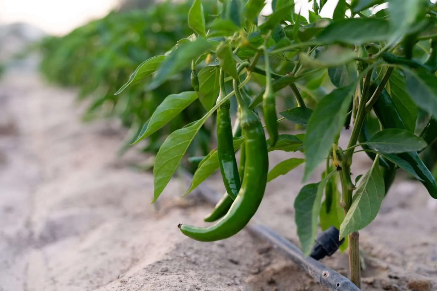 Venture Company Designation & Patents